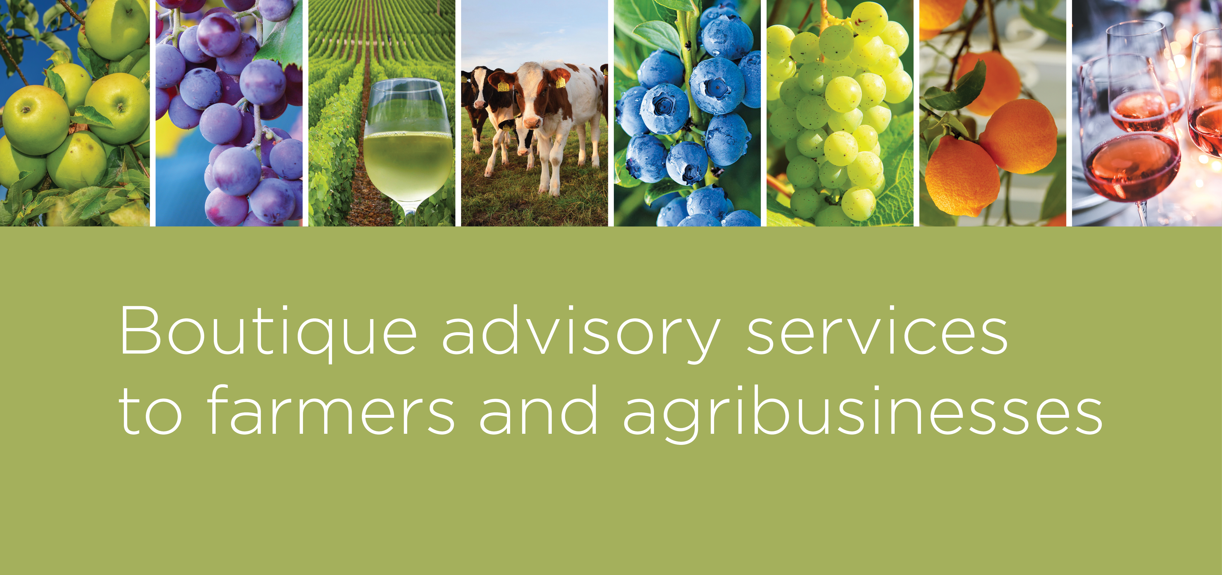 evdw accounting Stellenbosch service advisory firm livestock